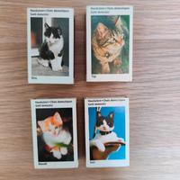 Scatole Fiammiferi Gatti Domestici