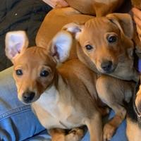 Cuccioli di pinscher nano puri