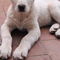 Pastore asia centrale