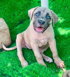Cucciola Cane Corso
