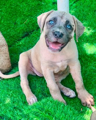 Cucciola Cane Corso