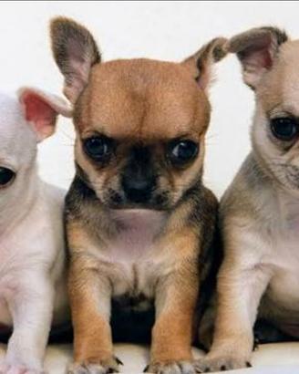 Mini cuccioli di chihuahua toy