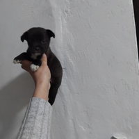 Mini pincher Chihuahua