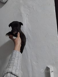 Mini pincher Chihuahua