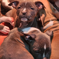 Cuccioli amstaff