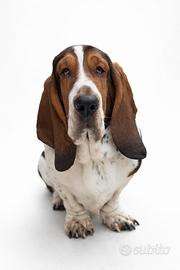 Basset hound per monta