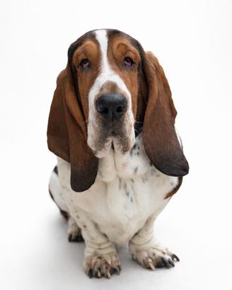 Basset hound per monta