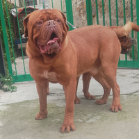 Dogue de bordeaux per monta