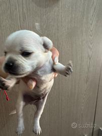 Chihuahua toy
