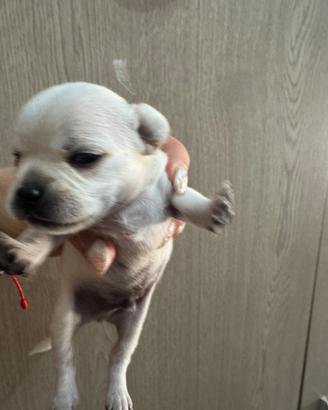 Chihuahua toy
