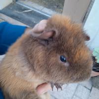 Porcellini D'india Razza US Teddy