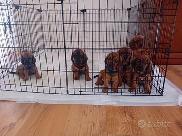 Cuccioli di alpendische dachsbracke