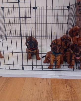 Cuccioli di alpendische dachsbracke