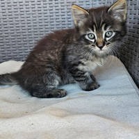 Cuccioli di gatto