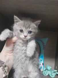 Gattini