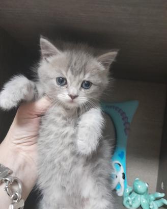 Gattini