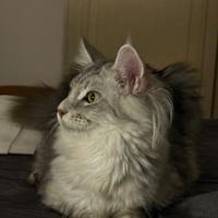 Cucciole Maine Coon femmine nate 20/03 e 27/06