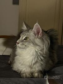 Cucciole Maine Coon femmine nate 20/03 e 27/06