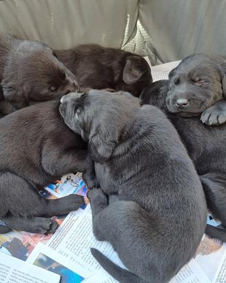 Cucciolata labrador neri