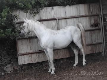 cavallo lipizzano 
