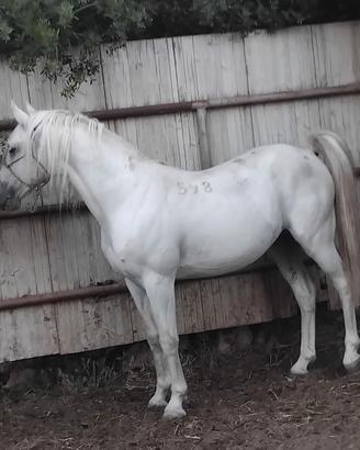 cavallo lipizzano 