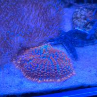 Corralli acquario marino
