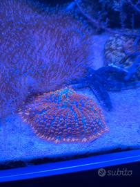 Corralli acquario marino