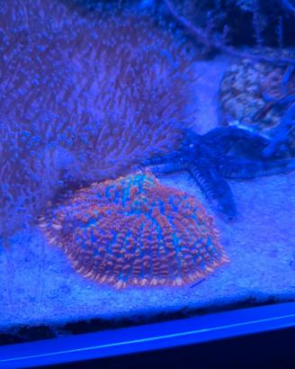 Corralli acquario marino