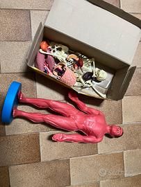 Modellino Esplorando il corpo umano vintage