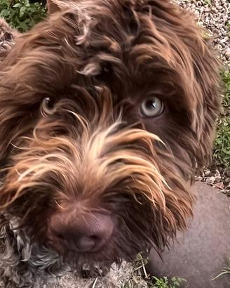 Cane Lagotto maschio per monta