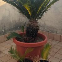Cycas adulta trattabile!!!