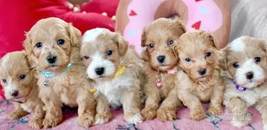 Cuccioli di maltipoo