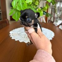 Chihuahua femminuccia