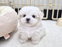 cucciolo-di-maltese