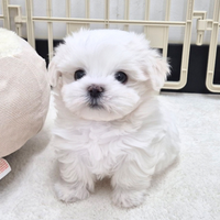 Cucciolo di maltese