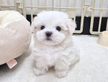 Cucciolo di maltese