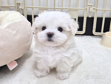 Cucciolo di maltese