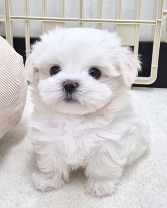 Cucciolo di maltese