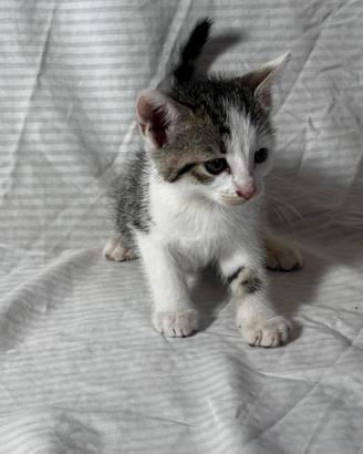 Gattini