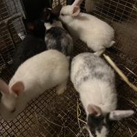 Conigli da compagnia