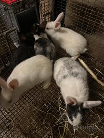 Conigli da compagnia