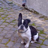 Bulldog francese pronto per monta (originale)