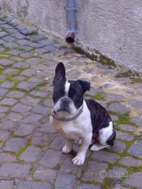 Bulldog francese pronto per monta (originale)