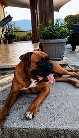 Boxer maschio per monta
