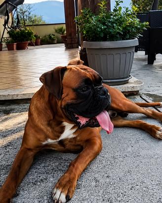 Boxer maschio per monta