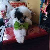 Barboncino mini mini Toy maschio