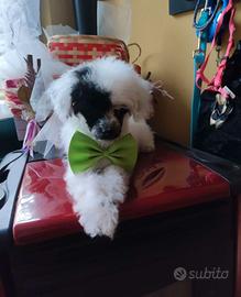 Barboncino mini mini Toy maschio