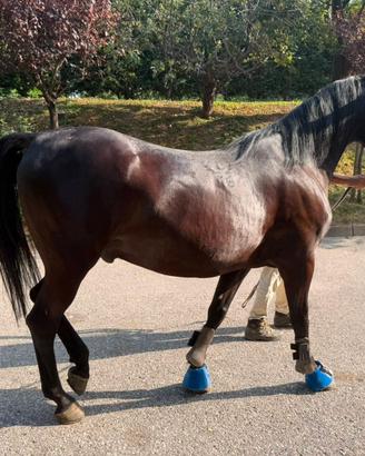 CAVALLO IN MEZZA FIDA  O COMPLETA 