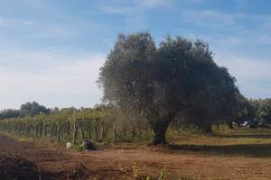 Terreno Agricolo 6000 mq