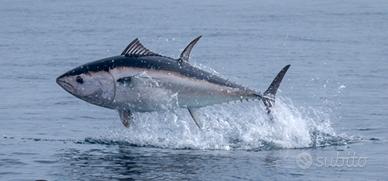 Uscite di pesca alto adriattico